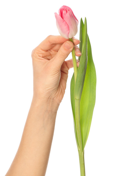 Spring tulip - Foto, Imagem