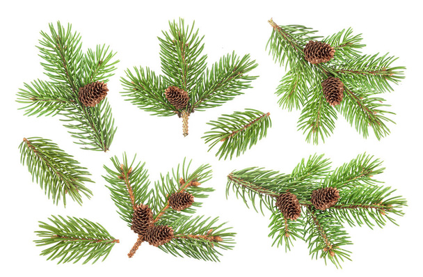 Fir tree branch with cones isolated on white background - Photo, Image