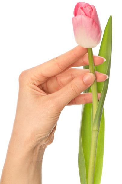 Spring tulip - Фото, изображение