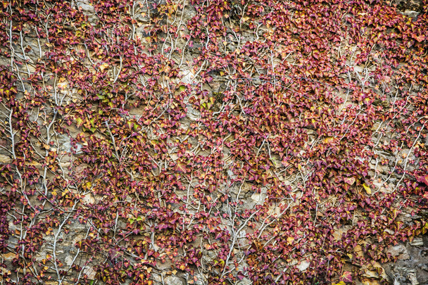 Fali benőtt a borostyán növény - Fotó, kép