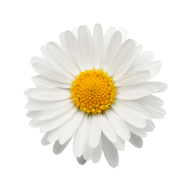 Hermosa margarita de flores
 - Foto, Imagen