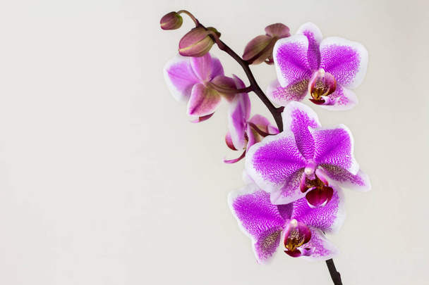 Orquídea rosa-branca
 - Foto, Imagem