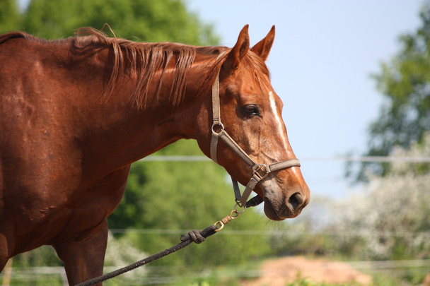 Портрет каштановой лошади
 - Фото, изображение