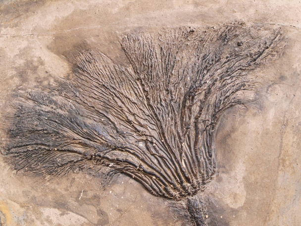 Викопного Seirocrinus subanfularis від юрського періоду - Фото, зображення