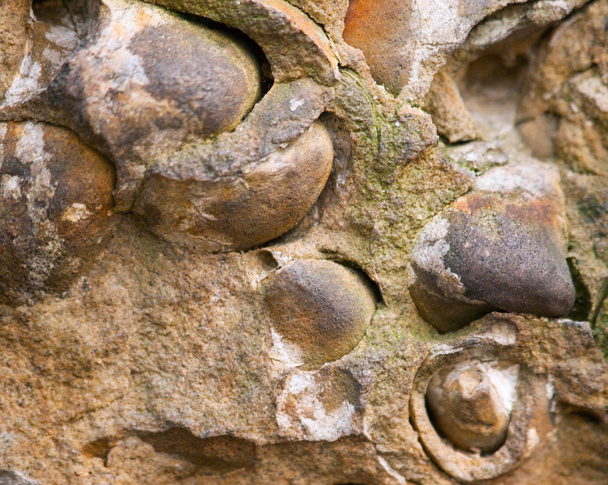 Groep laat schaaldieren fossielen van oesters uit Noord Bohemen, Tsjechië - Foto, afbeelding