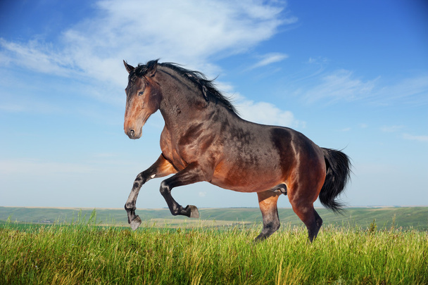 Bel cavallo marrone galoppo in esecuzione
 - Foto, immagini