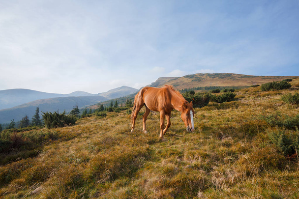 Cavallo rosso pascolare nel prato su uno sfondo di montagne. Ca
 - Foto, immagini