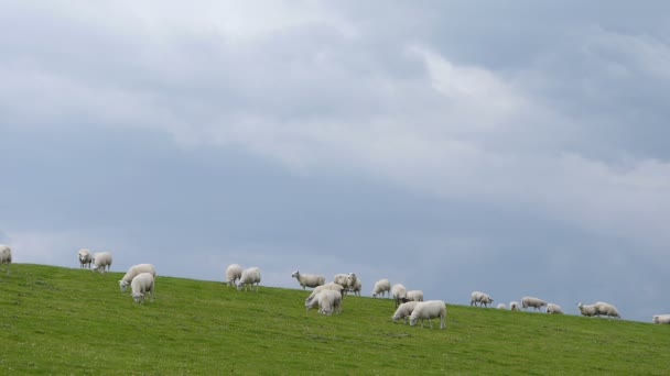 Sheep flock in North Germany  - Footage, Video