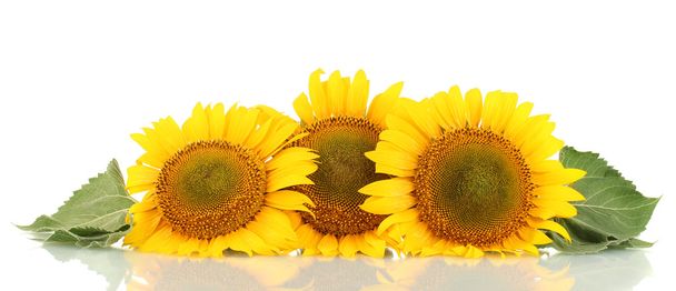 sunflowers isolated on white - Photo, Image