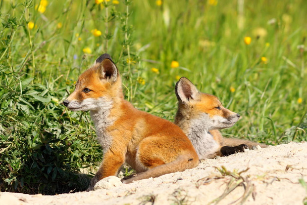sevimli Kırmızı tilki yavrularını - Fotoğraf, Görsel