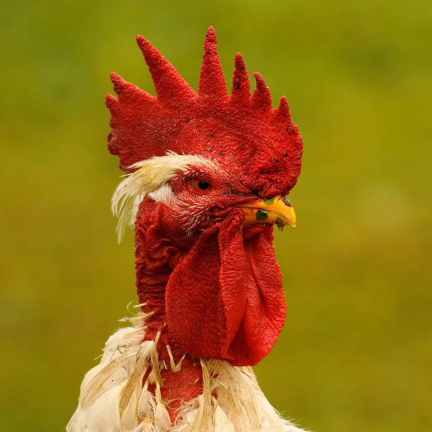 portrait of proud rooster - Photo, Image