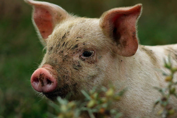 retrato de cerdo rosado joven
 - Foto, imagen