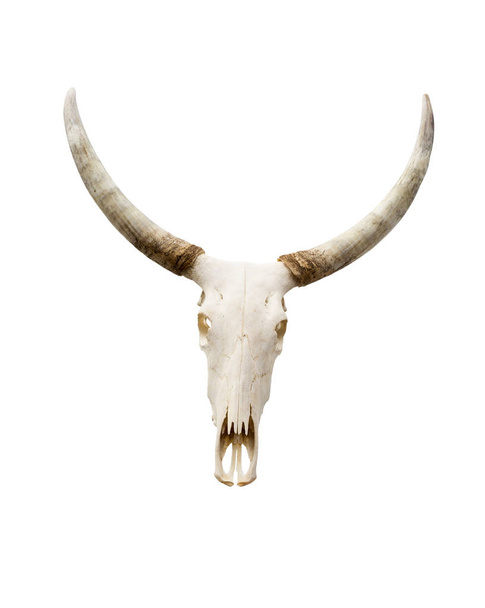 изолированный череп буйвола
 - Фото, изображение