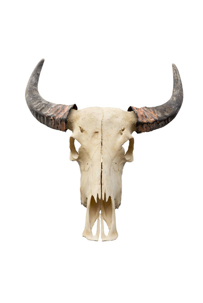 buffalo skull isolated on white - Photo, Image