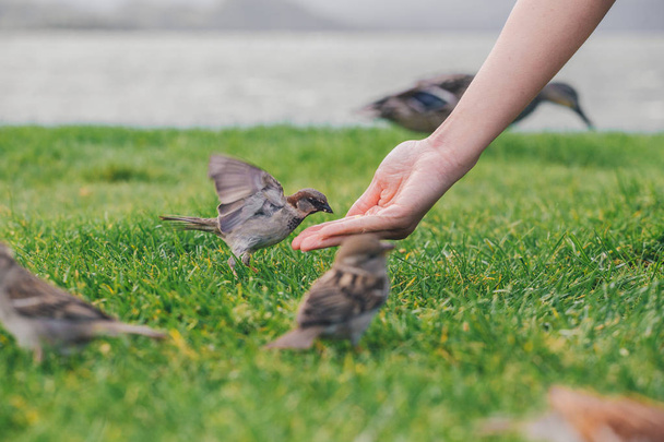 Aves alimentándose de la mano
 - Foto, Imagen