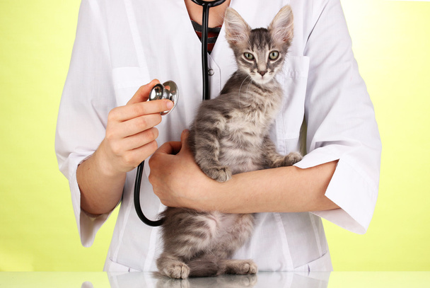 Veterinarian examining a kitten on green background - Photo, image