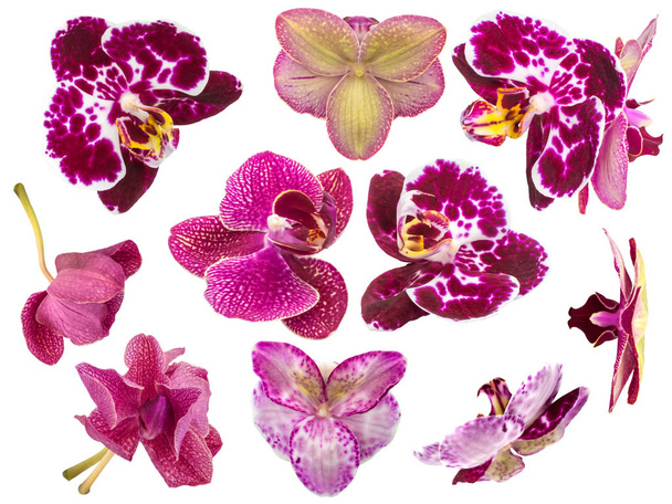 Beyaz arkaplanda izole edilmiş orkide çiçekleri - Fotoğraf, Görsel