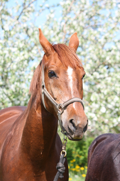 Portrait of chestnut horse with blooming tree at the background - Photo, Image