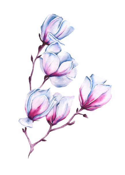 Rama de una Magnolia rosa. aislado. acuarela ilustración
. - Foto, Imagen