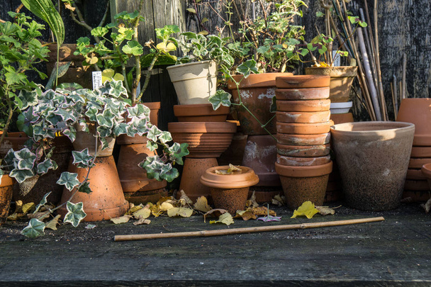 romántica mesa idílica de plantas en el jardín con macetas retro antiguas, herramientas y plantas
 - Foto, Imagen