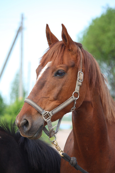 portret kasztanów horse - Zdjęcie, obraz