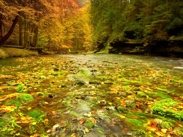 Autumn mountain river with blurred waves,, fresh green mossy stones and boulders - Photo, Image