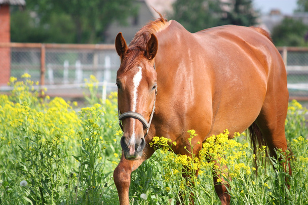 Каштановый конь на поле с желтыми цветами
 - Фото, изображение