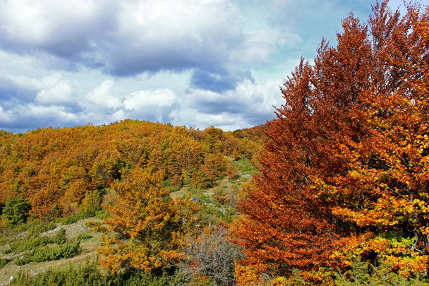 Escenas de otoño en la naturaleza
 - Foto, Imagen