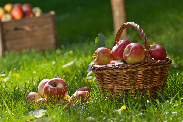 Apples - Foto, afbeelding