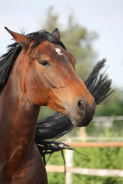 Retrato de caballo marrón
 - Foto, imagen