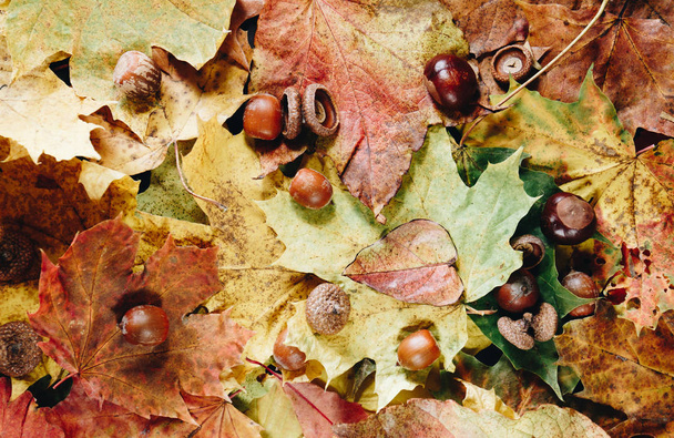 秋の葉模様 - 写真・画像