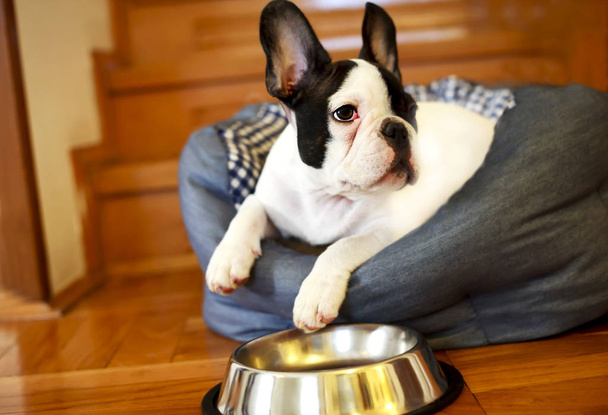 Francese Bulldog cucciolo è affamato
 - Foto, immagini