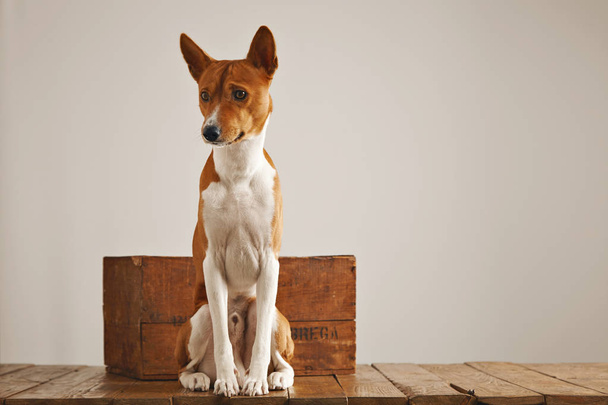 Perro con caja de madera vintage
 - Foto, imagen