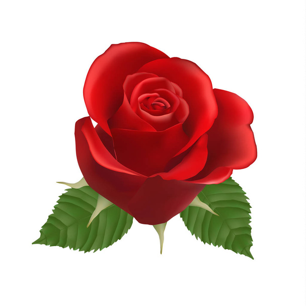 Blooming red Rose, vector, Isolated  flower, floral, plant, valentine, love, romance, wedding, dating, birthday - Vector, Imagen