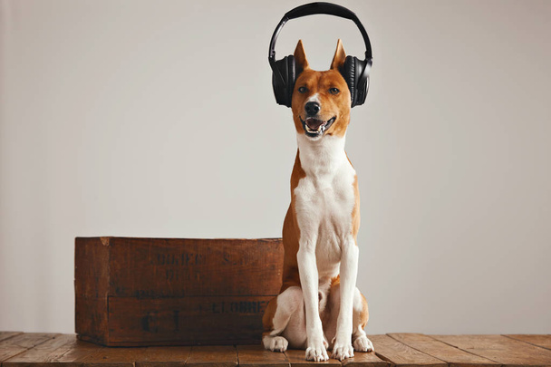 Cute basenji dog wearing headphones - Foto, imagen