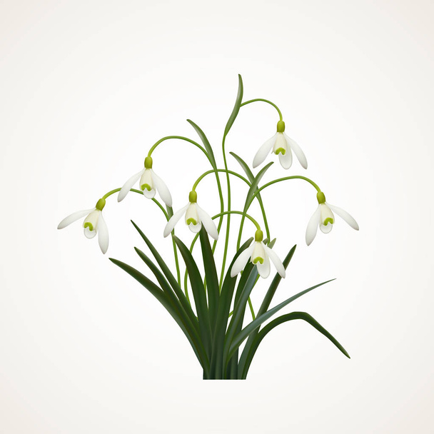 Snowdrops on a white  background. Spring vector illustration. Vector background with snowdrop. Background with flower. Illustration of flowers. Spring background - Vector, Image