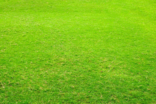 Grama verde quintal para fundo
 - Foto, Imagem