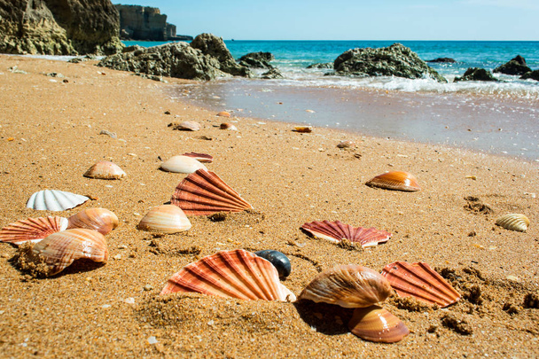 Раковины на песчаном пляже
 - Фото, изображение