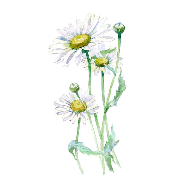 Watercolor Chamomile bouquet  - Foto, imagen