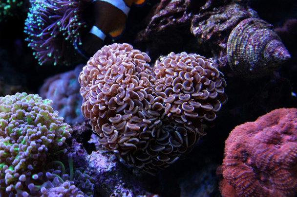 茶色ハンマー Lps サンゴ - 写真・画像