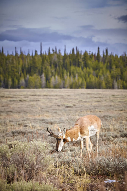 Pronghorn grazing in the Grand Teton National Park, Wyoming, USA - Photo, Image