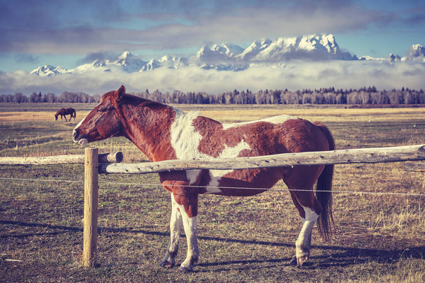 Foto tonificada vintage de un caballo detrás de una cerca de madera
. - Foto, Imagen