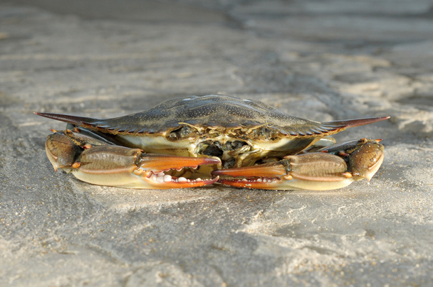 Crabs,turkey,beach - Photo, Image