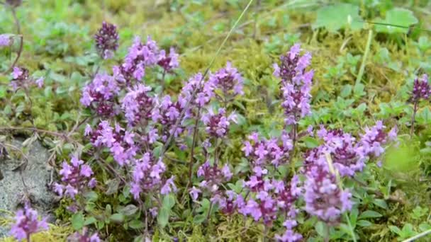 μέλισσα μέλι σε ένα άγριο θυμάρι σε ευρωπαϊκές Άλπεις. μοβ λουλούδι κεφάλι. - Πλάνα, βίντεο