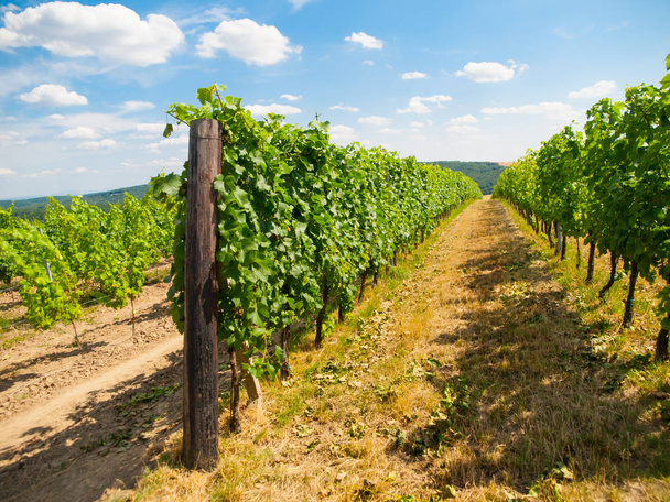 Green vineyard row in summer time - Foto, afbeelding