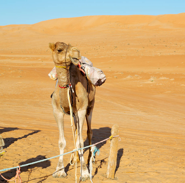 in oman lege kwartaal van woestijn een gratis dromedaris in de buurt van de hemel - Foto, afbeelding