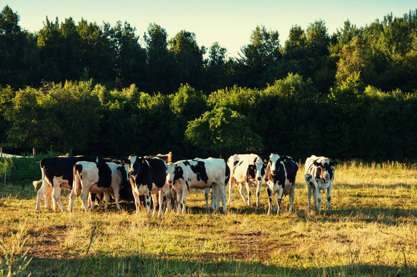 美しい緑の牧草地で牛の放牧 - 写真・画像