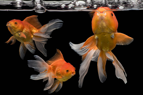 Захват движения золотых рыбок на темном фоне, Фантастическое движение золотых рыбок
 - Фото, изображение
