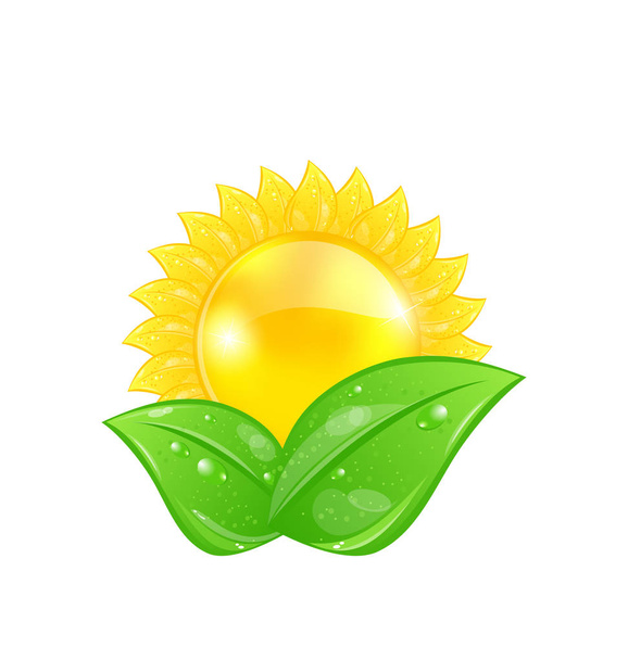 Eco friendly icon with sun and green leaves, isolated on white b - Foto, Imagem