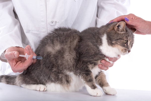 Katze in der Tierklinik - Foto, Bild